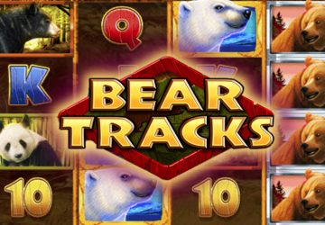 Bear Tracks