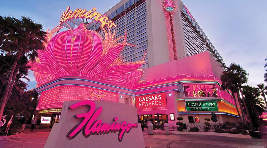 Flamingo
